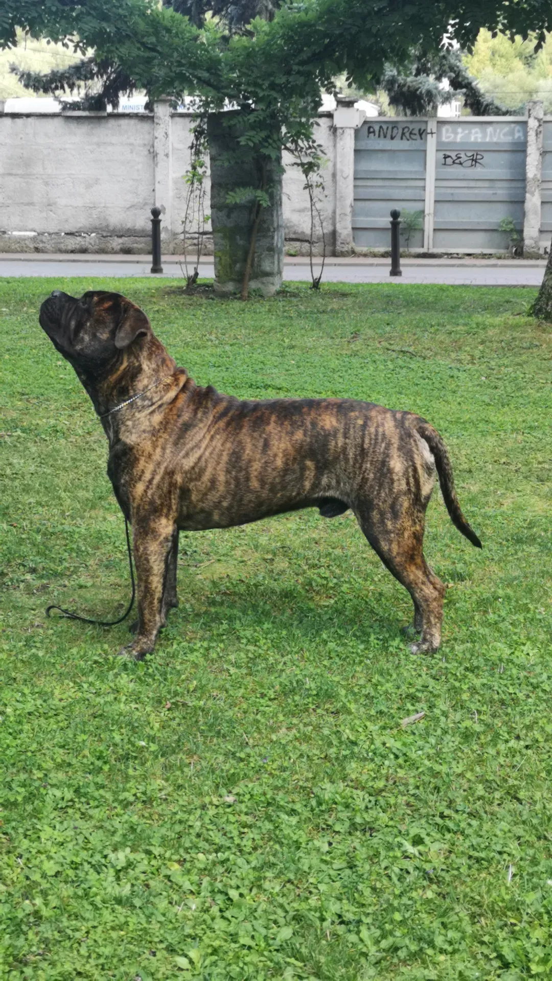 Wood Floor Restoration Before and After